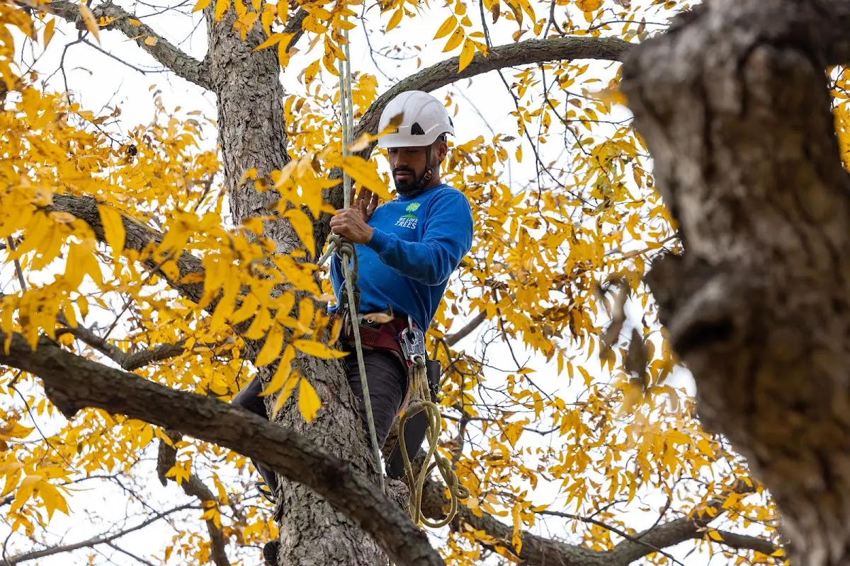 Skilled Tree Trimming crew working in Fountain